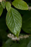 Mountain sweetpepperbush